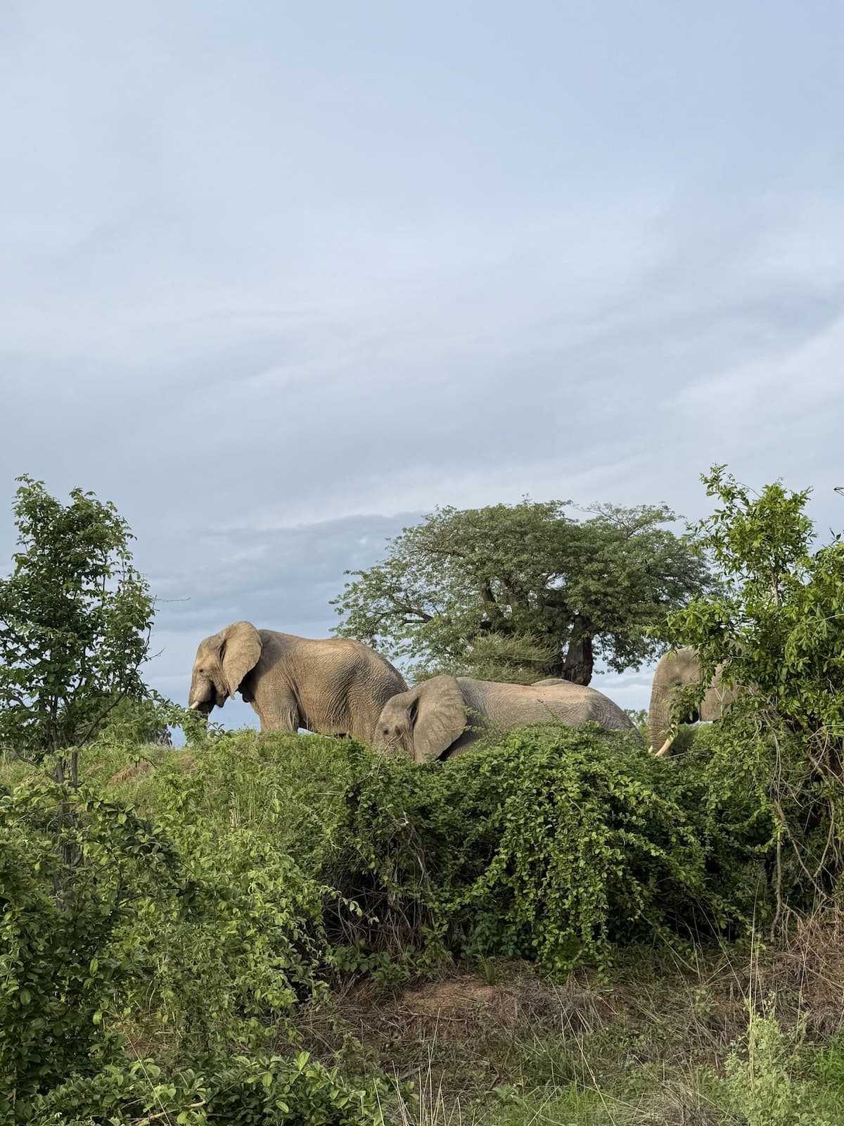 Oxpecker Tours gallery photo 10