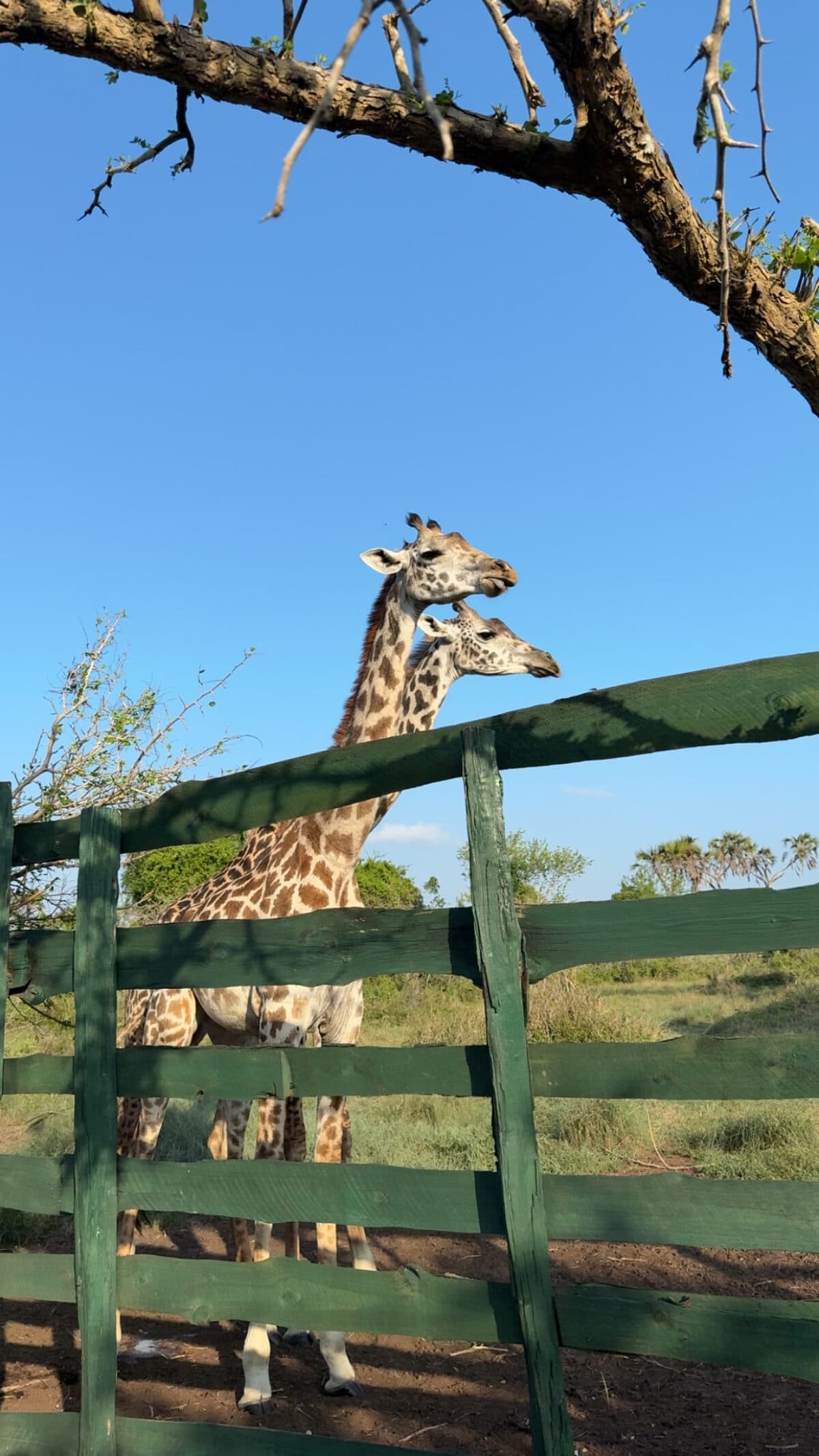 Oxpecker Tours gallery photo 1