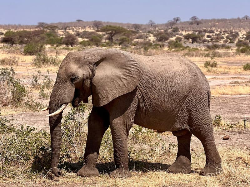 Tarangire National Park Safari