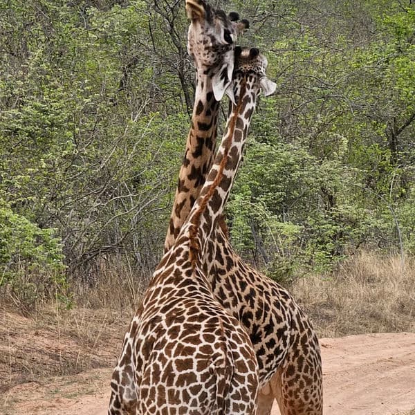 Oxpecker Tours gallery photo 28