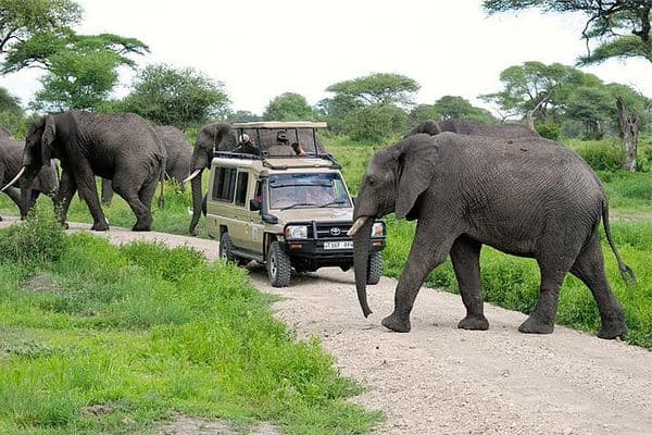 Oxpecker Tours gallery photo 25