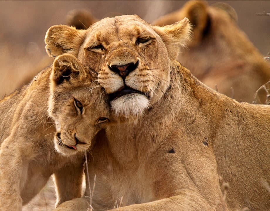 Lion