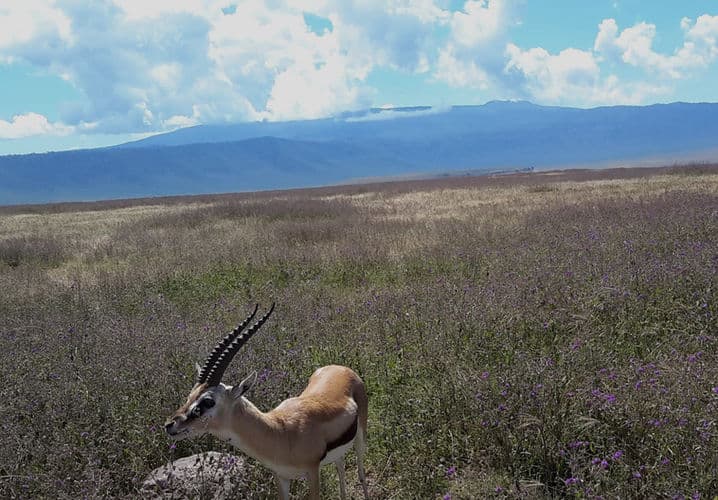 Ngorongoro Crater
